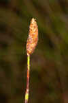 Carolina yelloweyed grass